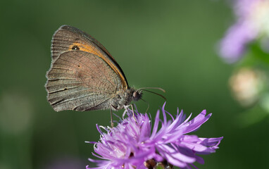 Close-up of a butterfly (Hyponephele lycaon) perched on a purple flower with brown wings. In the background green meadow and outlines of other blossoms.