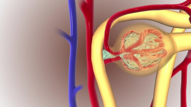 Structure of Nephron Afferent arteriole