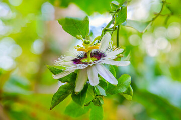 Close up passiflora Passion Flower Passiflora caerulea leaf in tropical garden. Beautiful passion...