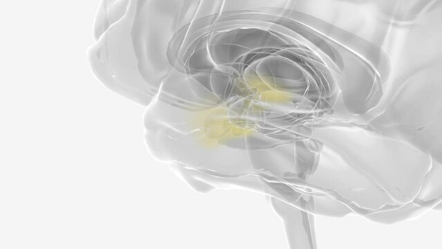 The brain is a complex organ that regulates our body, controlling thought, memory, emotion, touch, motor skills, vision.