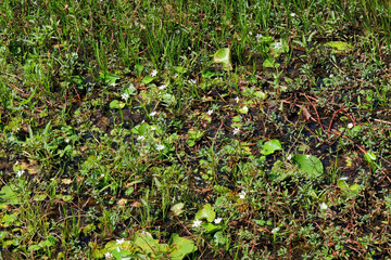 Image presenting a variety of aquatic plants floating on the surface of a swampy pond.