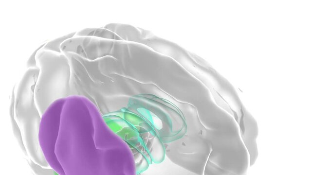 Hypoactivation Dorsolateral prefrontal cortex