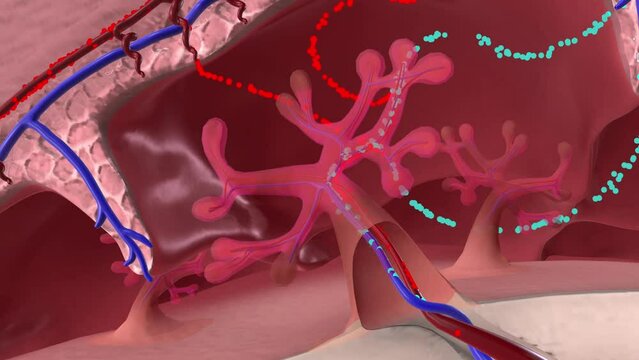 Oxygen and nutrients from the mother's blood are transferred across the placenta to the fetus through the umbilical cord