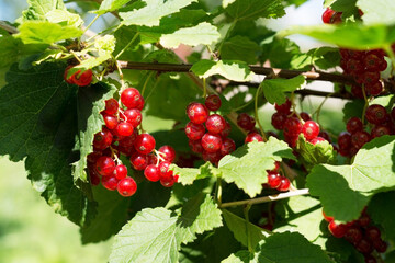 Red currant - red ripe berries in the garden on the bush with green leaves. Natural vitamins and antioxidants. Summer food.