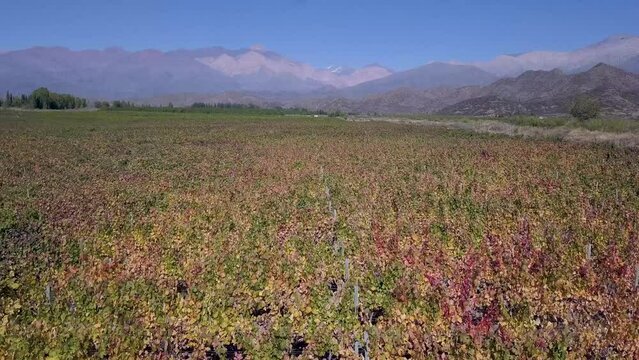 Vista a&eacute;rea de vi&ntilde;edos en el Valle de Uco, Mendoza, Argentina.