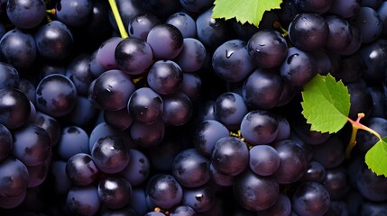 Fototapeta premium Des grappes de raisin noir