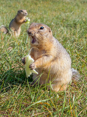 Prairie dogs are eating a cabbage leaf holding it in its front paws