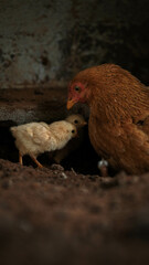 Huhn mit Kücken 