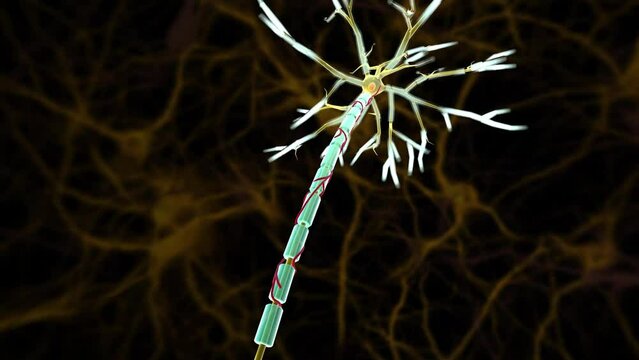 A nerve is an enclosed, cable-like bundle of nerve fibers (called axons) in the peripheral nervous system