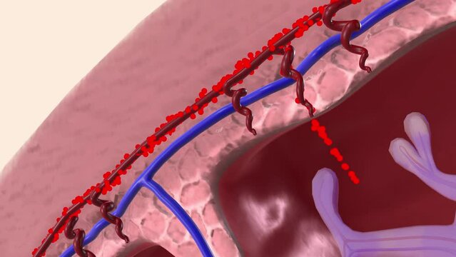 Oxygen and nutrients from the mother's blood are transferred across the placenta to the fetus through the umbilical cord