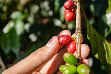 Hand hold and showing the raw coffee beans when harvest season. The photo is suitable to use for coffee shop poster, background and content media.