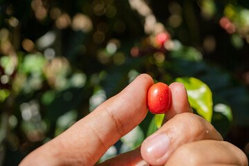 Hand hold and showing the raw coffee beans when harvest season. The photo is suitable to use for...