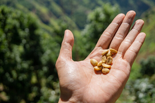 Hand hold and showing the raw coffee beans when harvest season. The photo is suitable to use for coffee shop poster, background and content media.
