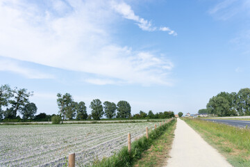 Fototapeta na wymiar 【ヨーロッパ】　フランスの田舎の小道