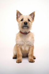 Studio shot of a cute Norwich terrier isolated on a white backdrop.