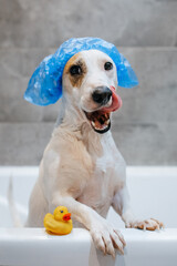 Dog washes in a shower cap