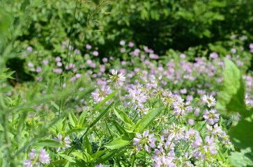 Fototapeta premium flowers in the grass