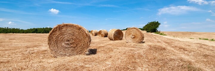 panorama of hay bales in the field