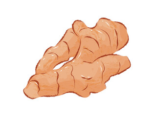 Whole isolated turmeric root in ingredient illustration