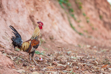 The background of chicken species, animals that are grouped together and are blurred by the movement to find food, popular for sale or propagation on farms