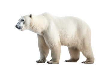 Obraz na płótnie Canvas A polar bear, isolated, white background, generative ai