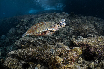 Turtle swims with divers The body size is about one meter.