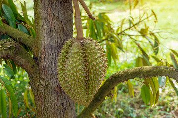 The durian on the tree is the king of fruits. The skin is thick and hard with sharp thorns. The...