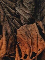 dry leaves from scattered teak trees