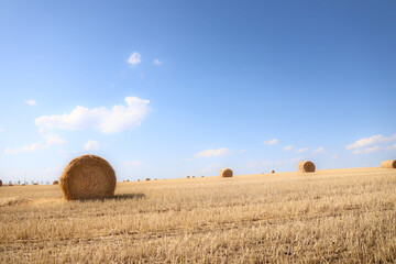 cereal bales on a dried agricultural field