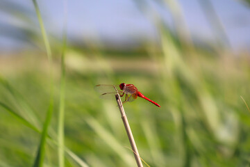 red dragonfly in the grass