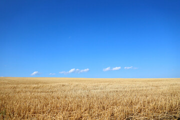 yellow field and sky