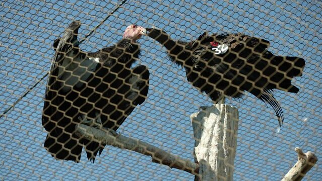 Two Rescued California Condors Seen Behind Chain Link Fence - Shallow Depth of Field