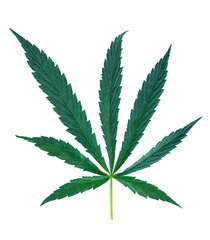large cannabis leaves on a white background