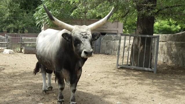 A large white bull with big horns stands in a corral on a farm. Gray buffalo with dark spots in the stall. Buhis in Egyptian mythology