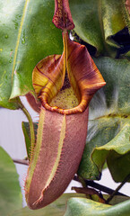 Pitcher plant (Nepenthes veitchii x stenophylla), a natural hybrid. Botanical Garden, KIT...