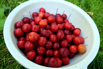 Close up of a bowl of red Mirabelle fruits (prunus domestica subsp. syriaca) freshly picked
