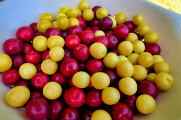 Close up of a bowl of red and yellow Mirabelle fruits (prunus domestica subsp. syriaca) freshly picked
.