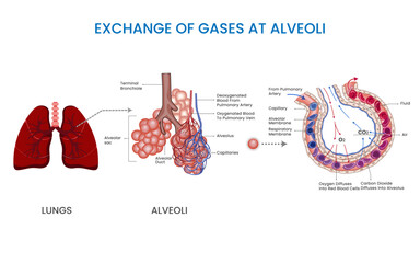 Gas exchange in alveoli, Oxygen enters bloodstream, carbon dioxide is removed. Crucial for sustaining life through efficient respiration