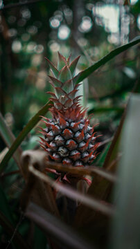 wachsende rote Ananas 