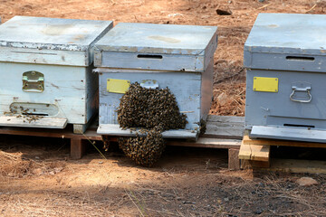 Hives with bees in Turkey near Marmaris