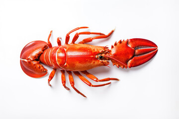 Lobster with copy space on a white background