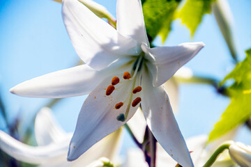 White beautiful lily close-up against the sky	
