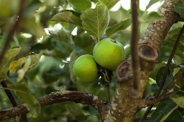 Two apples on a branch, on the tree and between leaves
