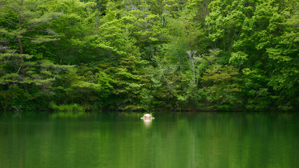 緑の池とブイ