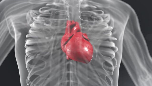 Transparent human chest with ribs and vascular system, red heart inside human body pumping blood, camera moves to the side showing inside of male chest.