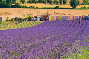 Obraz na płótnie Canvas lavender, lavandin, lavender farm, Starovičky, South Moravia, purple, field, levandule