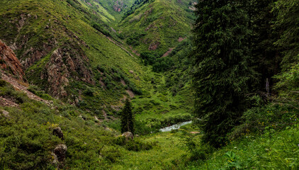 Fototapeta na wymiar green forest in the mountains