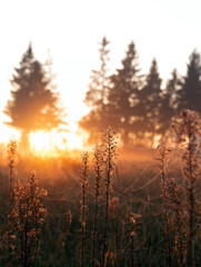 Close-up shot of dry grass in a forest, adorned with delicate spider webs and morning dew. The vibrant sunrise casts a golden glow, introducing the beauty of nature.