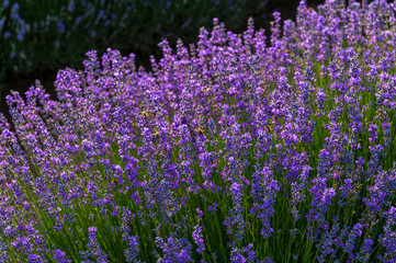 Naklejka premium lavender, lavandin, lavender farm, Starovičky, South Moravia, purple, field, levandule