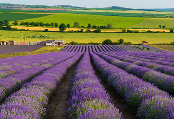 Fototapeta na wymiar lavender, lavandin, lavender farm, Starovičky, South Moravia, purple, field, levandule